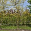 Gleditsia triacanthos 'Sunburst' - 5