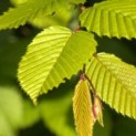 Carpinus betulus - Foto 2