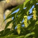 Carpinus betulus - Foto 1