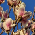 Magnolia 'Soulangeana' - 4