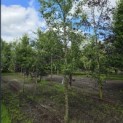 Pyrus communis (handpeer) - juni 2026