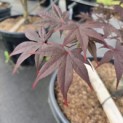 Acer palmatum 'Red Emperor' - 2