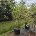 Amelanchier lamarckii - Foto 1