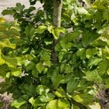 Fagus sylvatica 'Striata' - 1