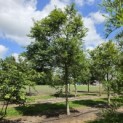Acer palmatum - Foto 1