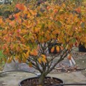 Hamamelis Mollis - 1