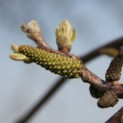 Juglans regia 'Buccaneer'' - impressie bloeiwijze