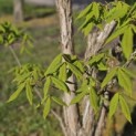Acer Triflorum - Foto 1