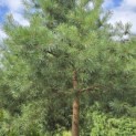 Pinus sylvestris - Foto 3