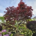 Acer palmatum 'Fireglow' - 5