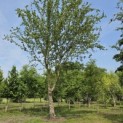 Acer campestre - 1