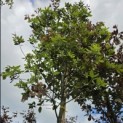Quercus ilex - Foto 1