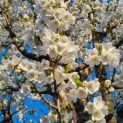 Prunus Umineko - Foto 3