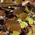 Fagus sylvatica 'Atropunicea' - impressie kleurnuances rode of bruine beuk