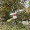 Acer palmatum 'Garnet' - Foto 3