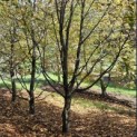 Carpinus betulus - najaar 2025