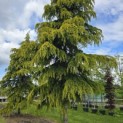 Cedrus deodara 'Aurea' - 7