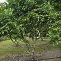 Magnolia 'Susan' - Foto 1