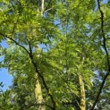 Gleditsia triacanthos ‘Inermis’ - Foto 5