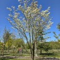 Cornus Florida 'Rainbow' - 2