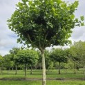 Platanus hispanica - Foto 2