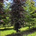 Fagus sylvatica 'Atropunicea' - mei 2026