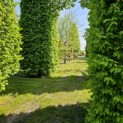 Carpinus betulus - april 2024