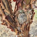 Acer griseum - 1