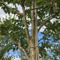 Prunus 'Accolade' - 3