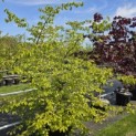 Parrotia persica - voorjaar 2026