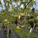 Malus domestica 'Jonagold' - 1