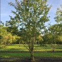 Acer campestre - 1