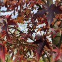 Liquidambar styraciflua 'Worplesdon' - 2