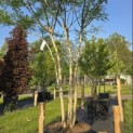 Sophora japonica - Foto 1