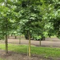 Liquidambar styraciflua - 3