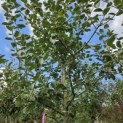 Malus domestica 'Schone van Boskoop' - Foto 1