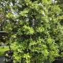 Quercus ilex - 4