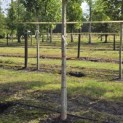 Sorbus 'Dodong' - 3
