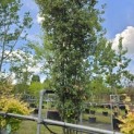 Quercus ilex - 5