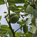 Juglans regia 'Axel' - 3