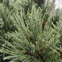 Pinus sylvestris 'Watereri' - Foto 3