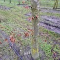 Fagus sylvatica 'Atropunicea' - 4