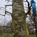 Fagus sylvatica 'Atropunicea' - 5
