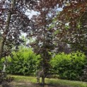 Fagus sylvatica 'Atropunicea' - Foto 1