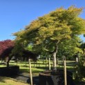 Acer palmatum 'Dissectum' - Foto 1