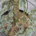 Cedrus libani 'Glauca' - 2