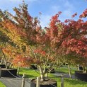 Acer palmatum - 1