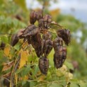 Koelreuteria paniculata - Foto 1