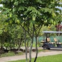 Parrotia persica - 1