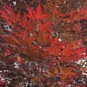 Acer palmatum 'Fireglow' - Foto 2